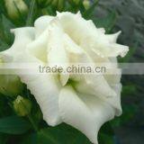 Quality Best-Selling Wholesale Big Bud Eustoma thumbnail-1