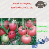 SXTS No.1423 pink tomato hybrid tomato seeds hot sale