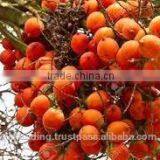 Betelnut Premium Quality thumbnail-4