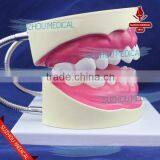 Teeth Care Model thumbnail-4