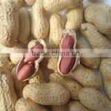 2012 crop shandong raw peanut in shell 9/11