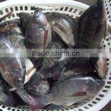 Foods Black Frozen Tilapia Fish thumbnail-3
