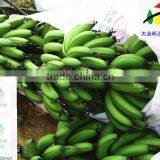 Direct Factory Price the Good Quality Ethylene Ripener for Banana(1) thumbnail-2