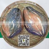 PU15 Xiangyu great flavor superior hybrid sweet pumpkin seeds for planting