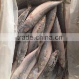 WR BQF frozen pacific mackerel 200-300g