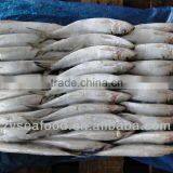 Sardinops Melanosticta Seafood Frozen Sardine thumbnail-3