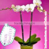 Bamboo Garden Stake for Flowers thumbnail-1