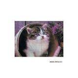 Sell Sublimated Printing thumbnail-1