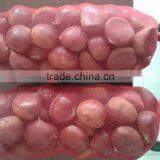High Quality 5kg Gunny Bag Fresh Chinese Chestnut for Jordan thumbnail-1