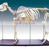 Exquisite Bull Skeleton for Students and Doctors