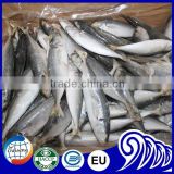 Sea Frozen Whole Round Scad with Good Quality