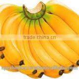 Spray Dried Banana Powder/Banana Pulp Powder