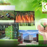Fresh Carrots Manufacturer thumbnail-5