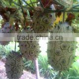 Kewana Seeds Jelly Melon Seeds The Horned Melon For Growing thumbnail-4