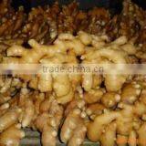 Price of Fresh Ginger thumbnail-1