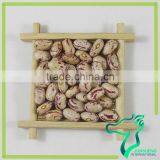 China Origin American Round Competitive Price Pinto Beans thumbnail-4