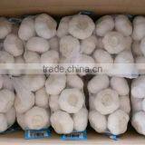 Fresh Style White Garlic from Cold Storage