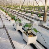 Hydroponics Greenhouse Multi Span Poly Film/PC Sheet thumbnail-2