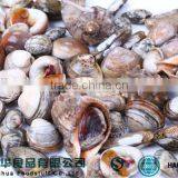 New Wholesale Seafood Razor Clam Meat Best Clean thumbnail-2