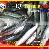 IQF LAYANG SCAD WHOLE ROUND thumbnail-6