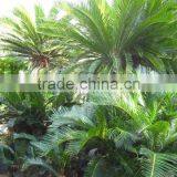 Cycas Revoluta Multi-heads Potted and Rooted thumbnail-6