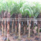 Phoenix Roebelenii thumbnail-2