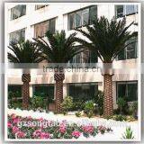 Preserved and Replica Trees Plam Data Tree thumbnail-1