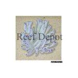 Artificial Corals thumbnail-1