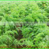 Fresh Carrot/Fresh Carrot/Carrot/Carrot thumbnail-4