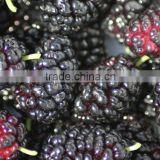 Chinese Frozen Mulberry Black Mulberry