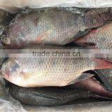 800-1000G Tilapia Fish Whole