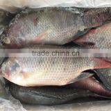 Frozen Tilapia Fish Factory thumbnail-2