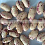 Speckled Kidney Bean thumbnail-2