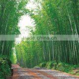 Country Side Path Wall Paper With Bamboo. Tree thumbnail-2