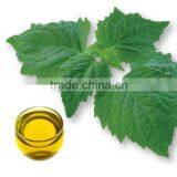 100% Pure Patchouli Oil For Exports |100% Natural Patchouli Oil thumbnail-2