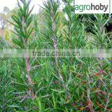 100% Natural Dried Rosemary Leaf thumbnail-6