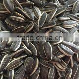Black Sunflower Seeds 5009 thumbnail-3