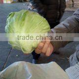 Fresh Lettuce for Sale Good Quality thumbnail-1