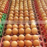 Chicken Egg thumbnail-1