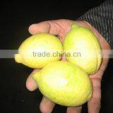 SUPPLY FRESH LIME / FRESH LEMON WITH HIGH QUALITY. thumbnail-2