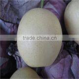 Fresh Golden Pears 18/20/22/24/36/40/44/48/72/80/96/112s thumbnail-5