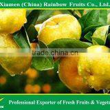 Foodstuff Of Fresh Chinese Baby mandarin orange fruit