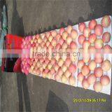 2014 New Chinese Fresh Red Fuji Apple thumbnail-6