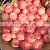 Fresh gala apple exporter in China