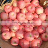 Fresh Gala Apple Exporter in China thumbnail-1