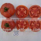 ZhongYan 998 Pink Large Fruit Tomato Seeds thumbnail-2