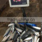 HGT Pacific Mackerel Scomber Japonicus Headless Gutted Tailess thumbnail-3