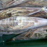 Spiny Lobster thumbnail-2