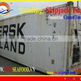 LOADING SKIPJACK TUNA thumbnail-1