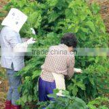 Professional and Healthy Mulberry Tea Mulberry Tea With Hight Quality Made in Japan thumbnail-5